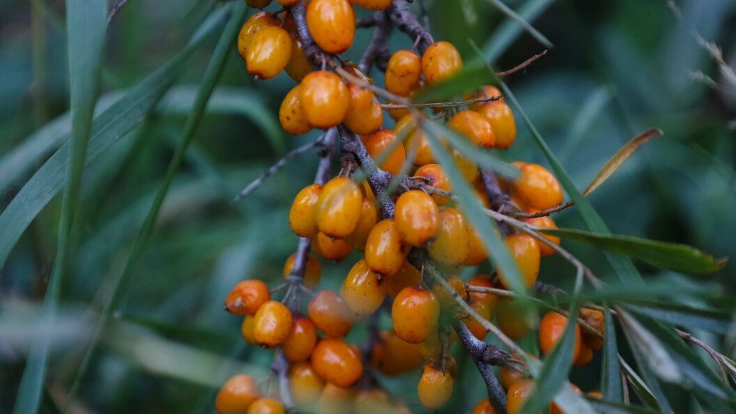    Фото: Elena Mayorova/Global Look Press