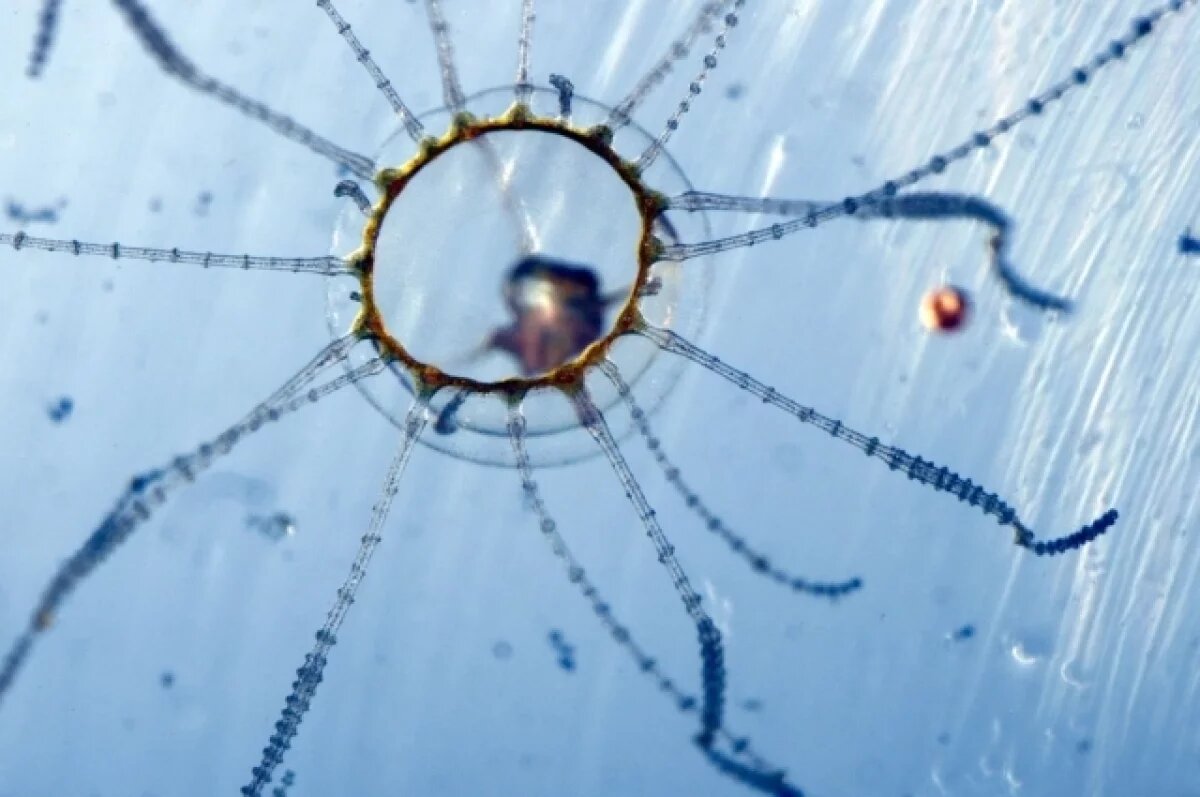    Медузы-крестовики могут достигать 40 мм в диаметре.