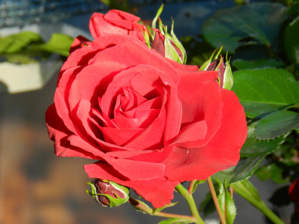 Симпати, плетистая роза