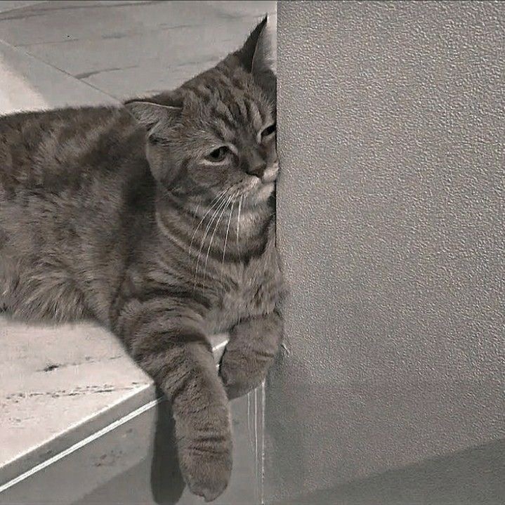 Грустный котик