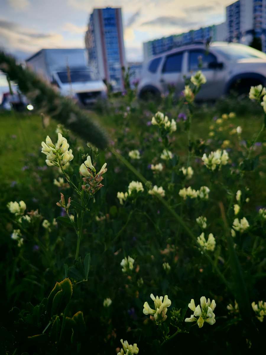 Цветут не только культурные, но и дикоросы