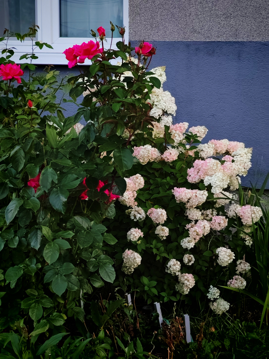 Цветочные композиции около дома.