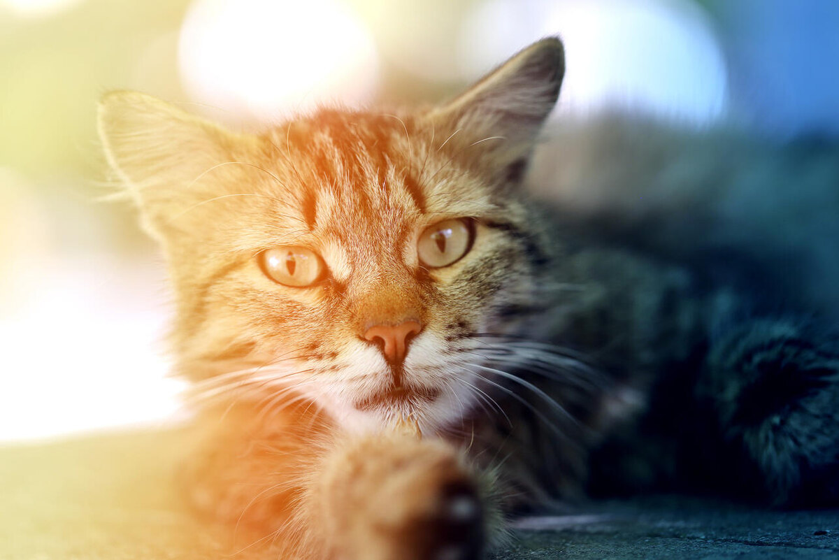    Серый кот 123RF/legion-media.ru