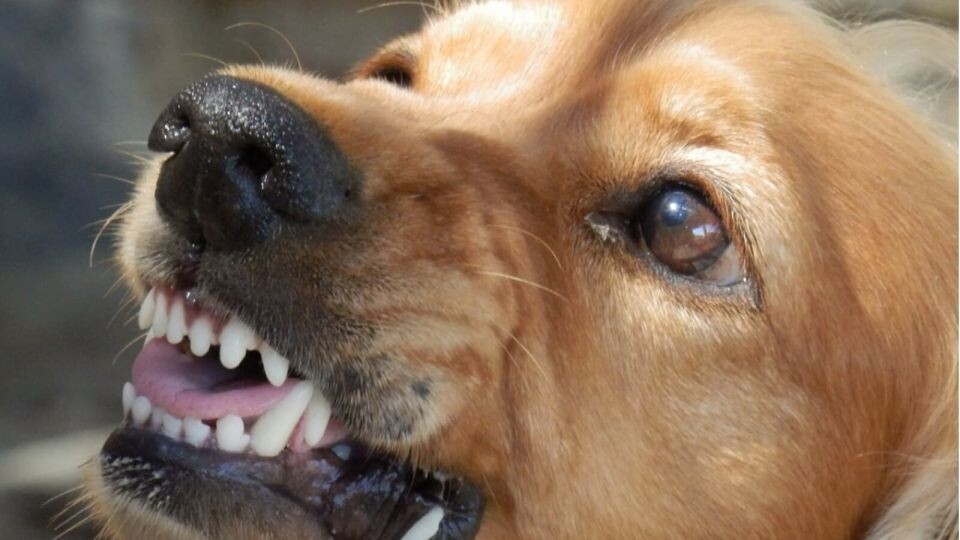    Собака. Источник: pixabay.com