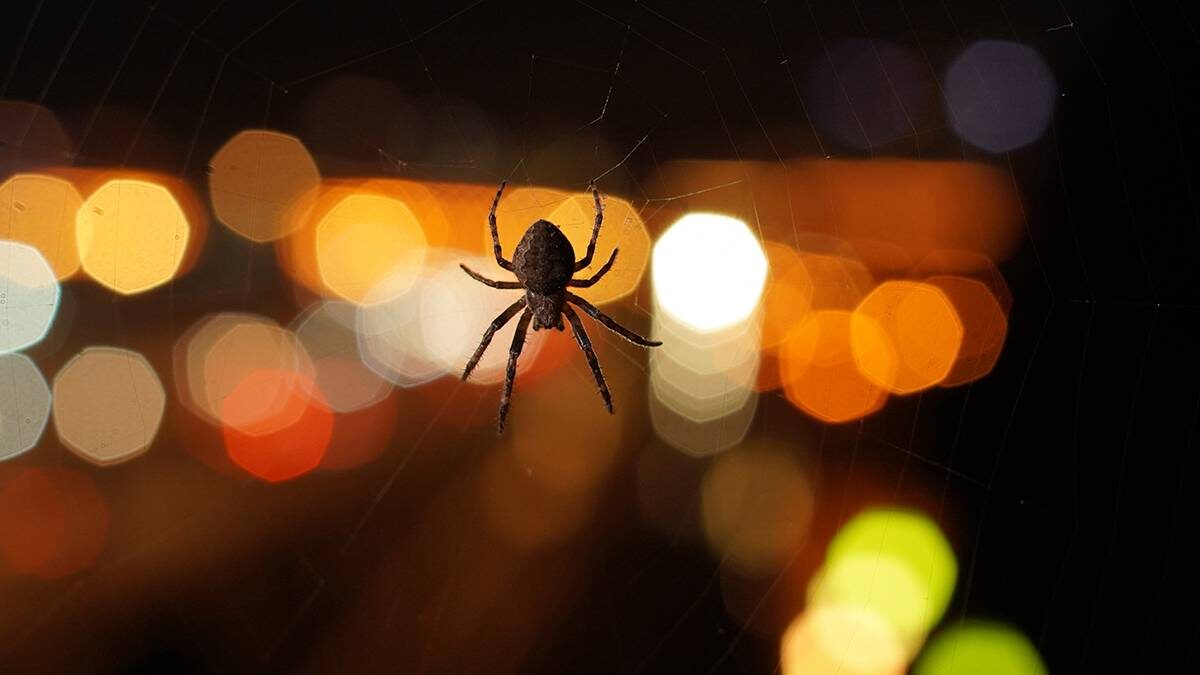    Фото: Анатолий Цымбалюк / Вечерняя Москва