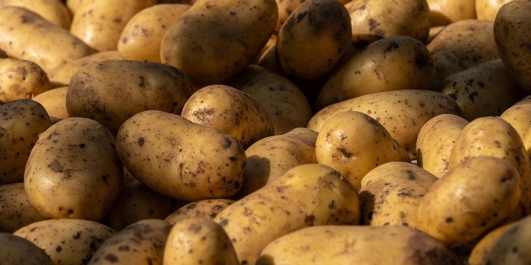 Положите эту траву на картошку – урожай будет храниться до весны