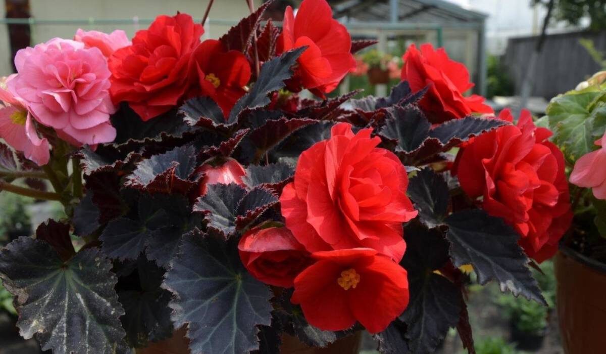 Идея из интернета