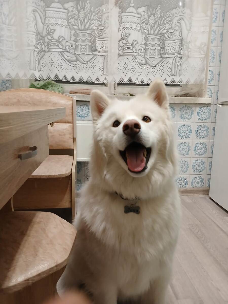 Собака улыбака)