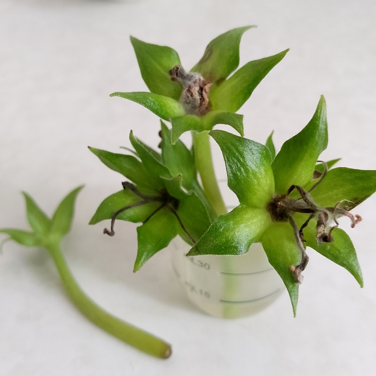 Снизу гниёт, сверху чёрная плесень поселилась (цветонжки глоксинии)