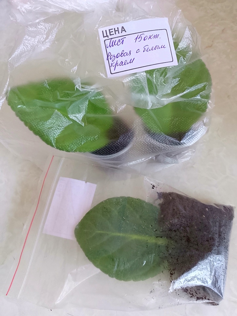 Укоренить лист намного проще и точно 100% результат