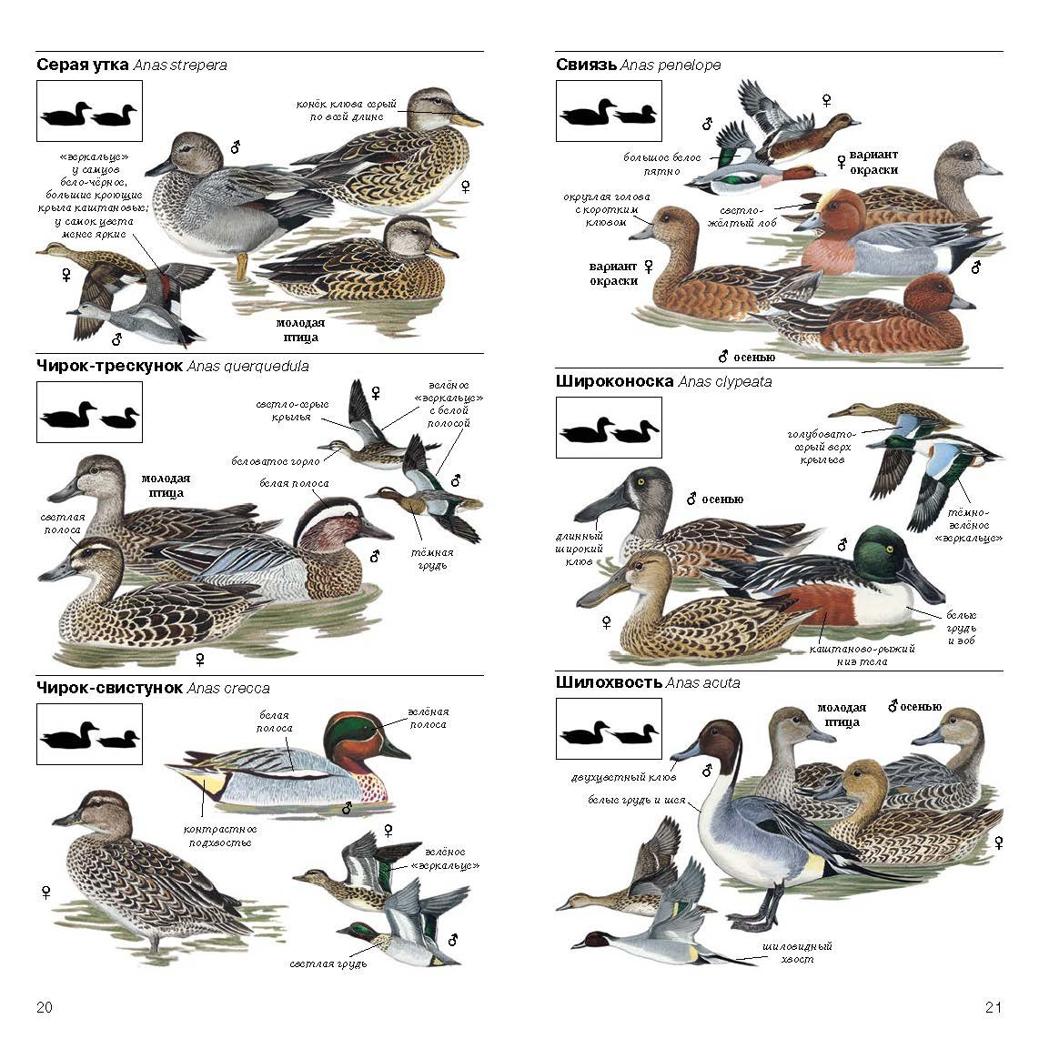 Картинка из источника https://animals.pibig.info/27290-vidy-utok-v-rossii.html