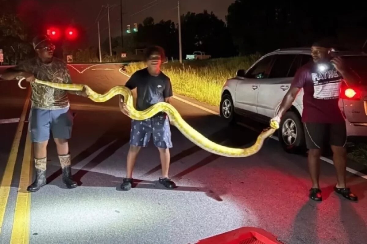    NYP: гигантского питона-альбиноса поймали рядом со школой в Южной Каролине