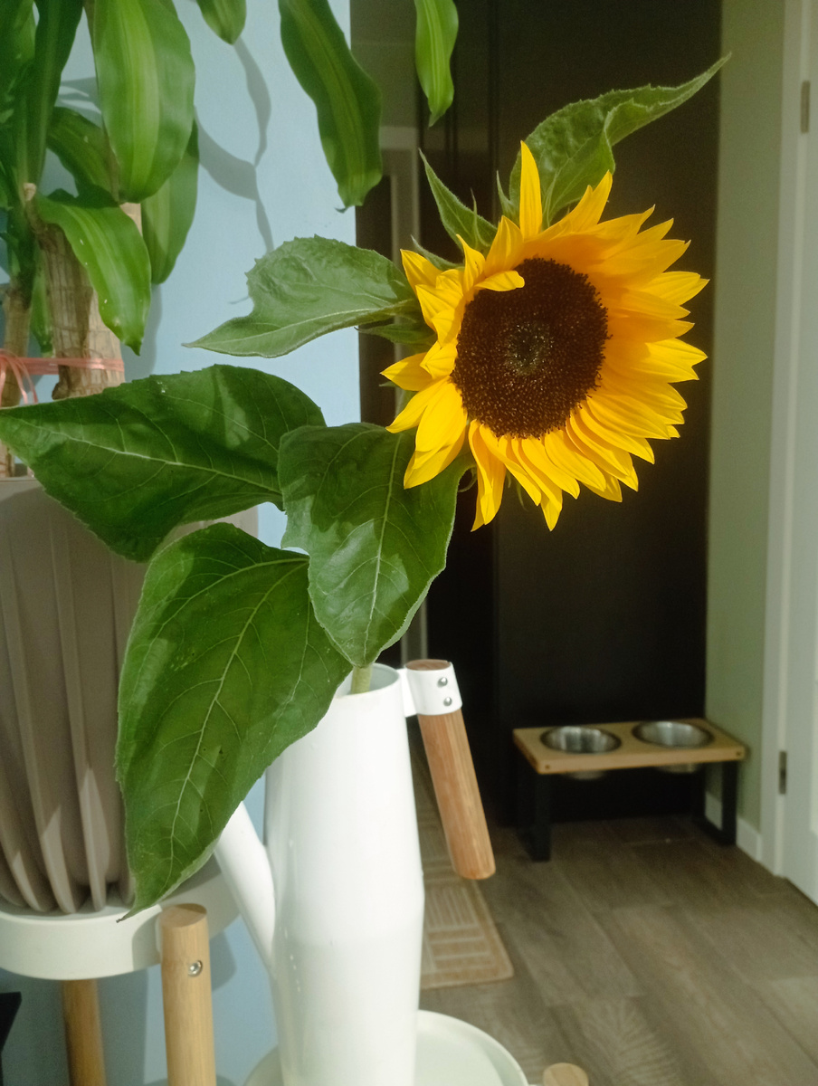 Вам подсолнухи дарили когда-нибудь? Мне вчера дочка подарила))) живой подсолнух! Девочка- праздник она у нас! 
