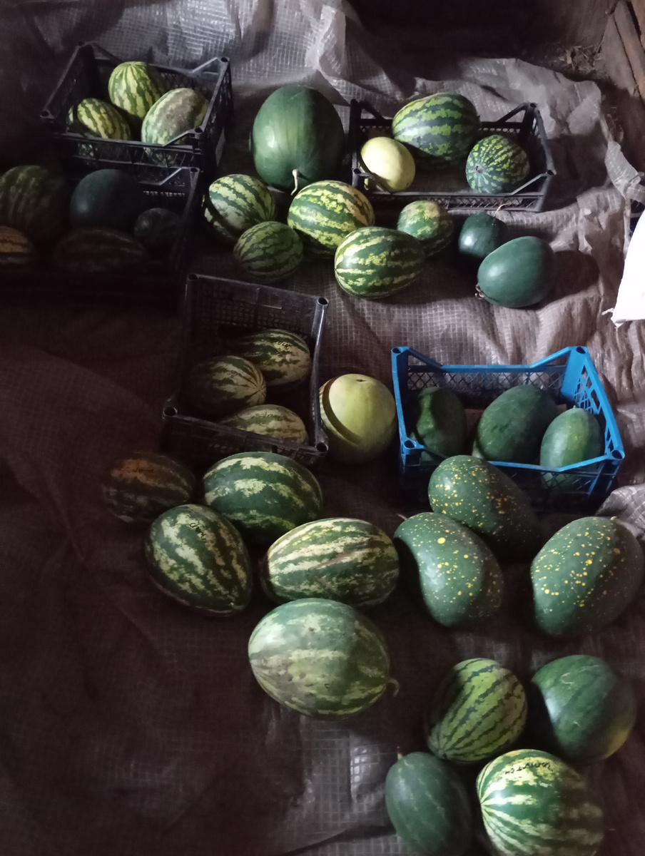 Арбузы на Урале.