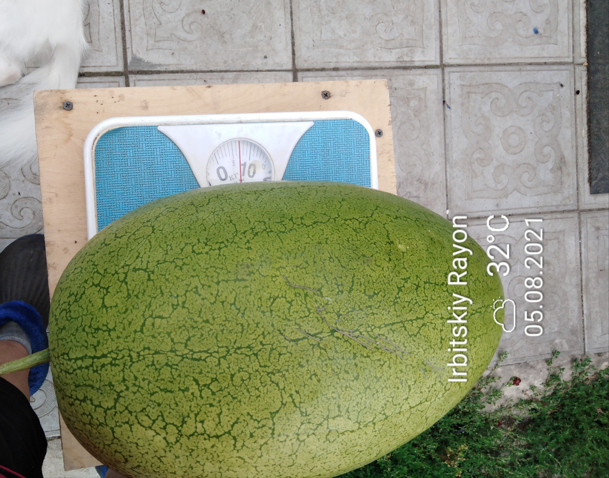 Медовый гигант фото автора 2021 г.