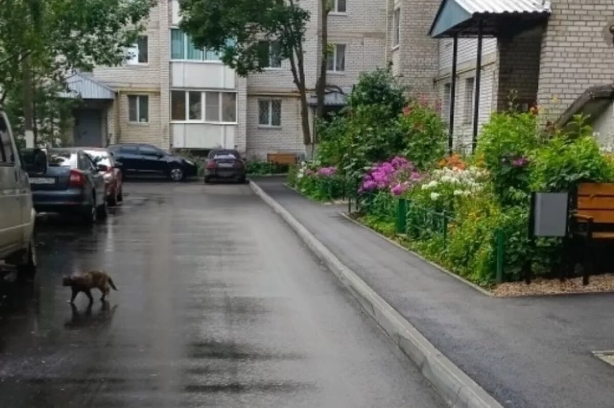    Во Владимире в этом году отремонтируют еще 78 дворов