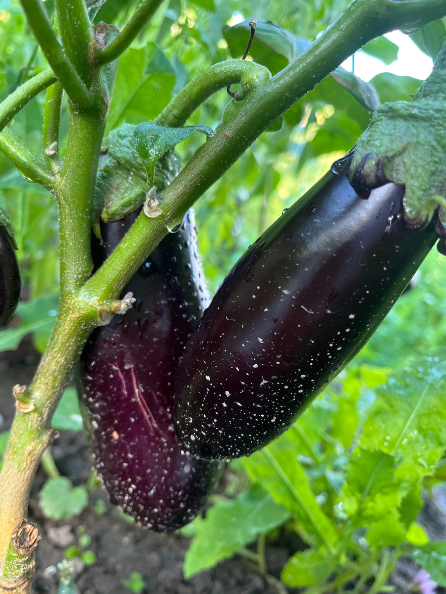 Одно из моих достижений - вырастила баклажаны в открытом грунте 😍