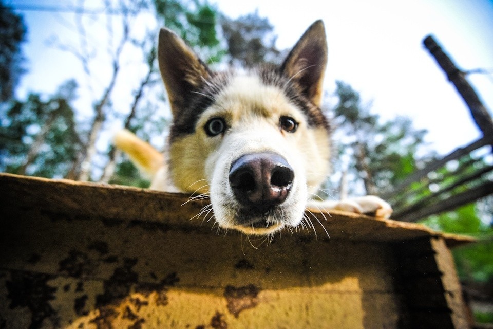    В Подмосковье рецидивист украл хаски Виктор ГУСЕЙНОВ
