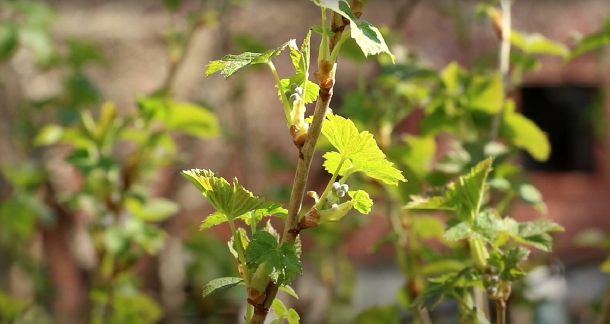 Черная смородина: Когда, где и как сажать осенью. Хорошие и плохие соседи - где сажать нельзя