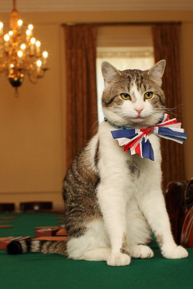 Кот Ларри. Главный Мышелов Резиденции Правительства Великобритании.
