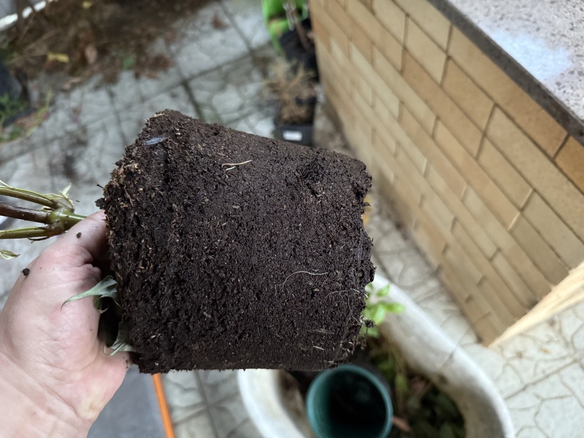 Земляной ком саженца