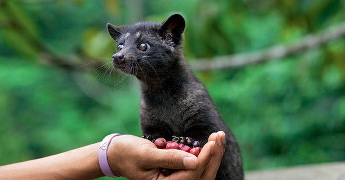 Мусанг (малайская пальмовая куница) 