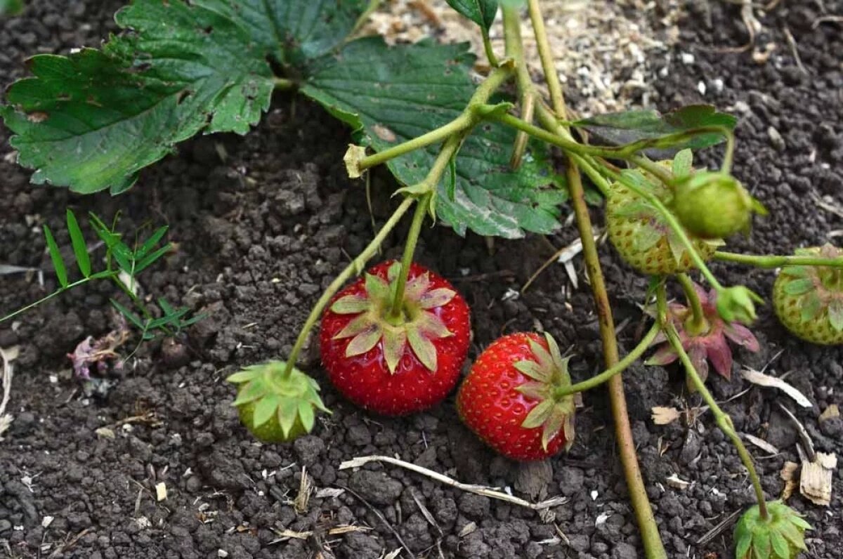    Удаляем и сажаем.