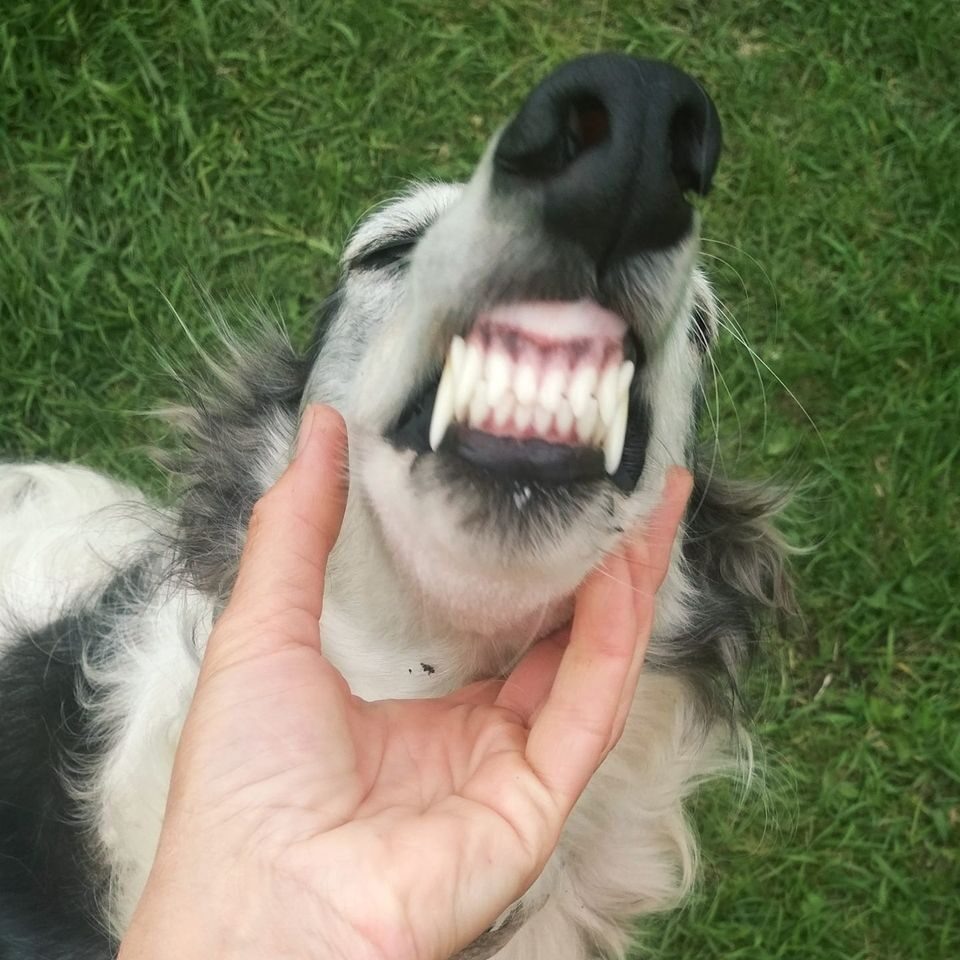 Так выглядит улыбка борзой. Это халвиная мама, Сказка. Я никак не могу свою поймать с улыбкой. 