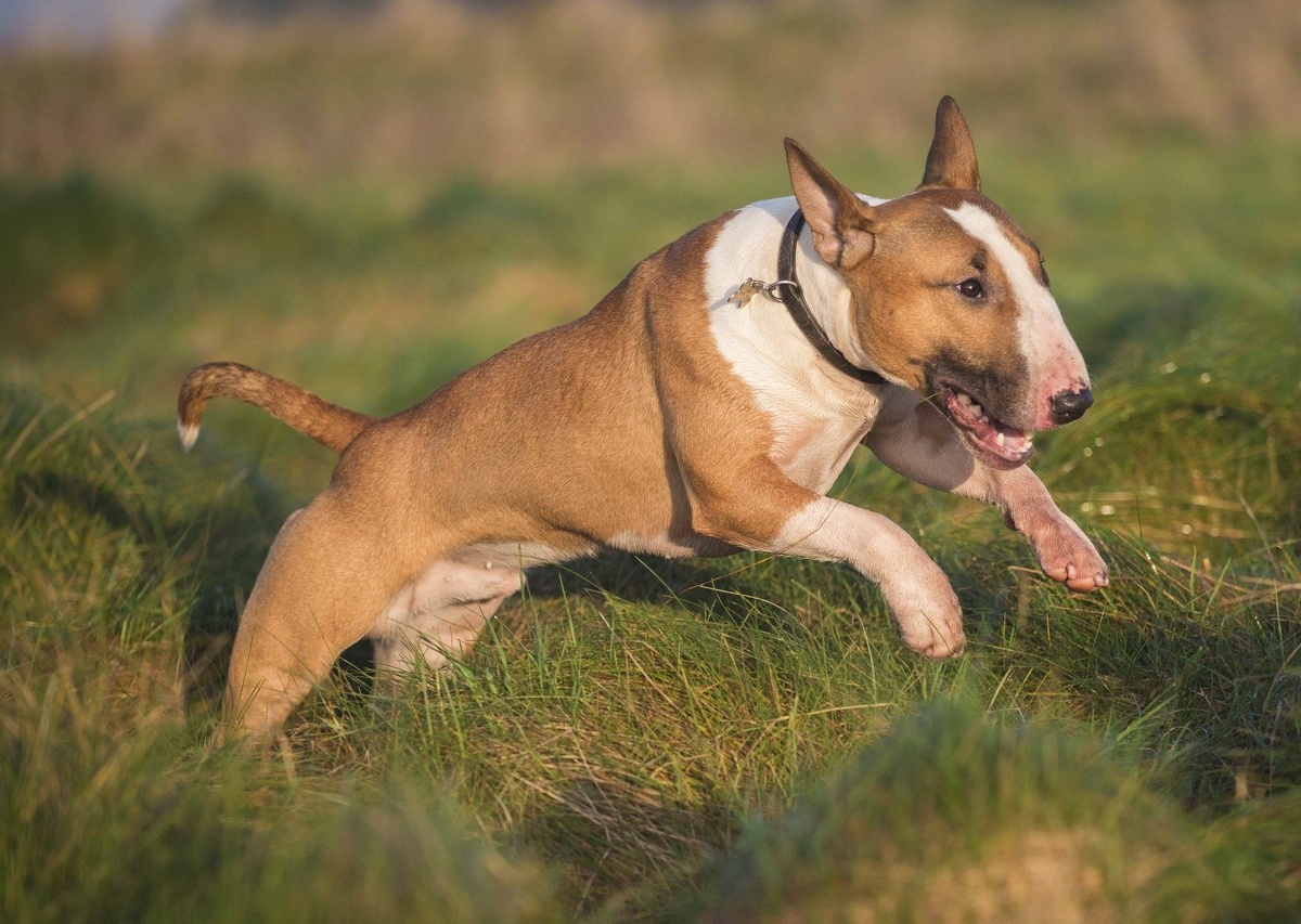 Знакомьтесь, это Рекс — самый главный член семьи!