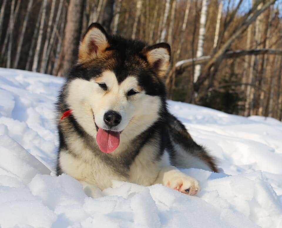 Красавец Кай на зимней прогулке.