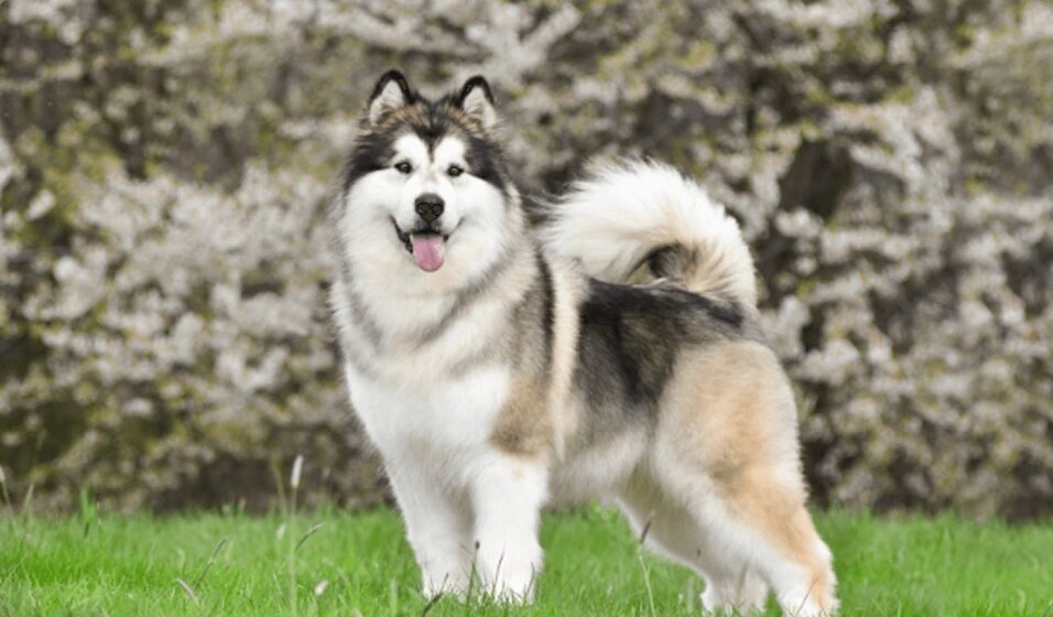 Юкон. Его имя — это его душа.