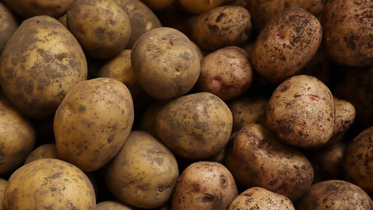    Фото: Анатолий Цымбалюк / Вечерняя Москва