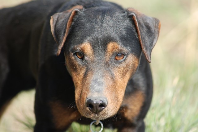Ганс изучает свои исторические корни.