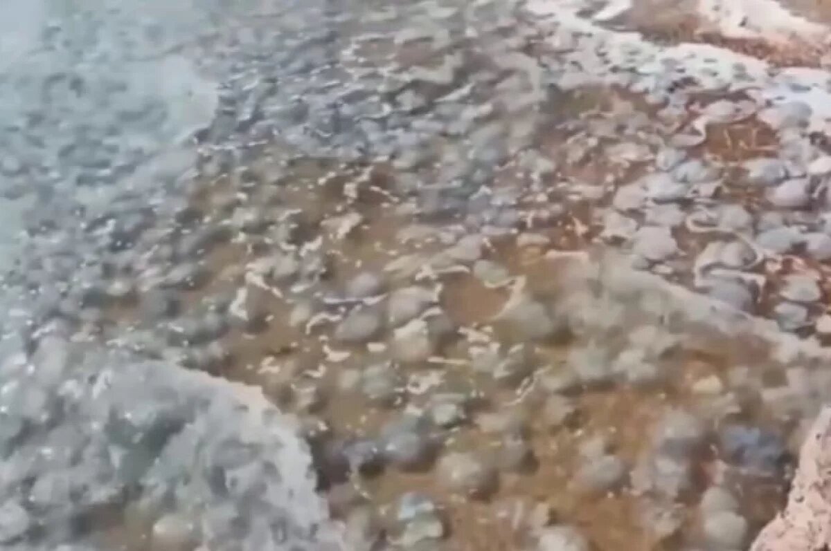    Воду у берегов Керчи заполонили медузы