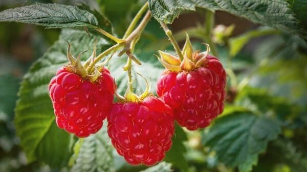 Малина обычная садовая