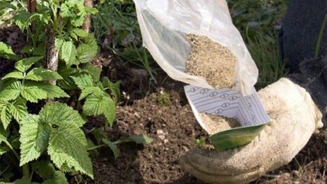 Подкормка малины удобрениями