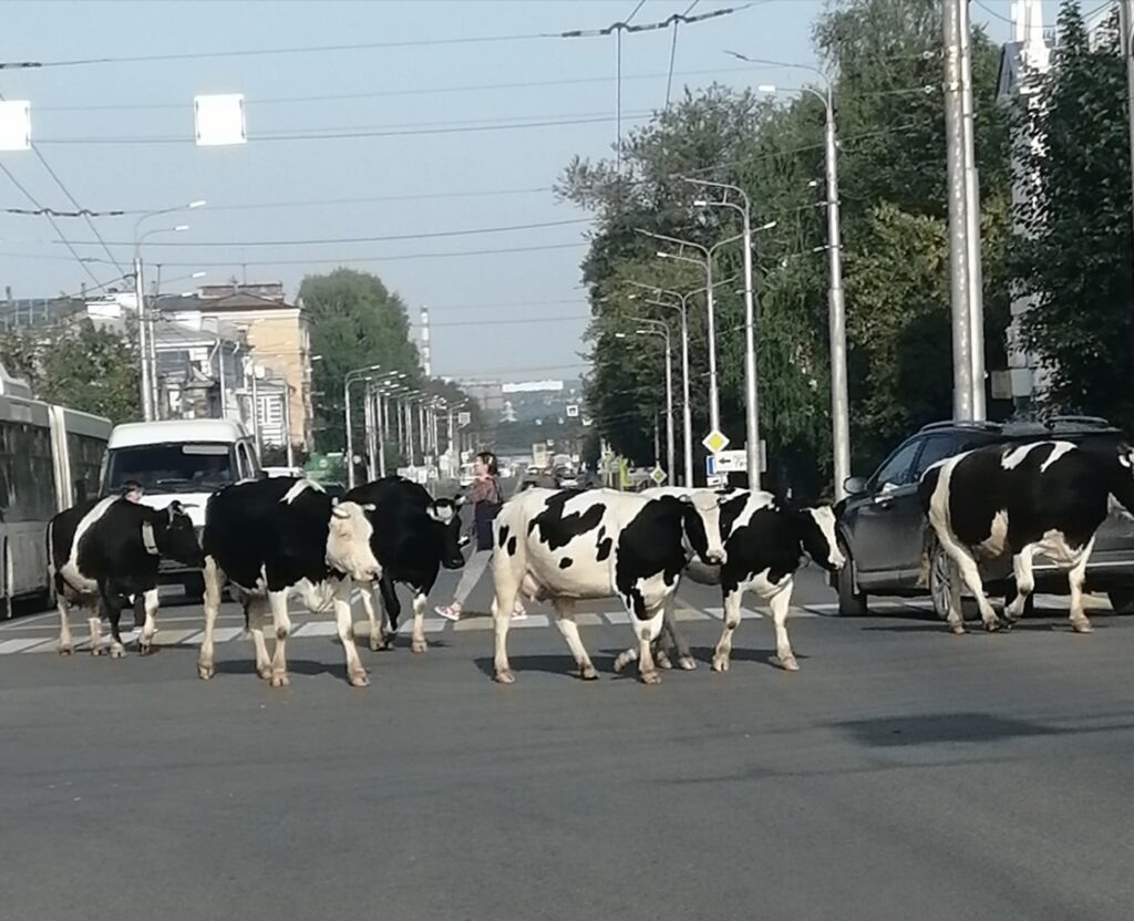    Фото: «Город Березники» / VK Полина Анкушина