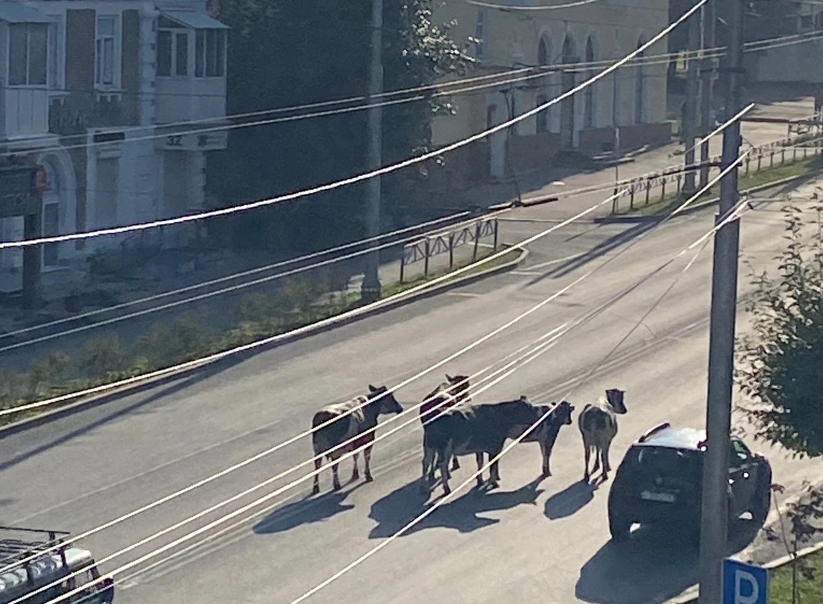    Фото: «Город Березники» / VK Полина Анкушина