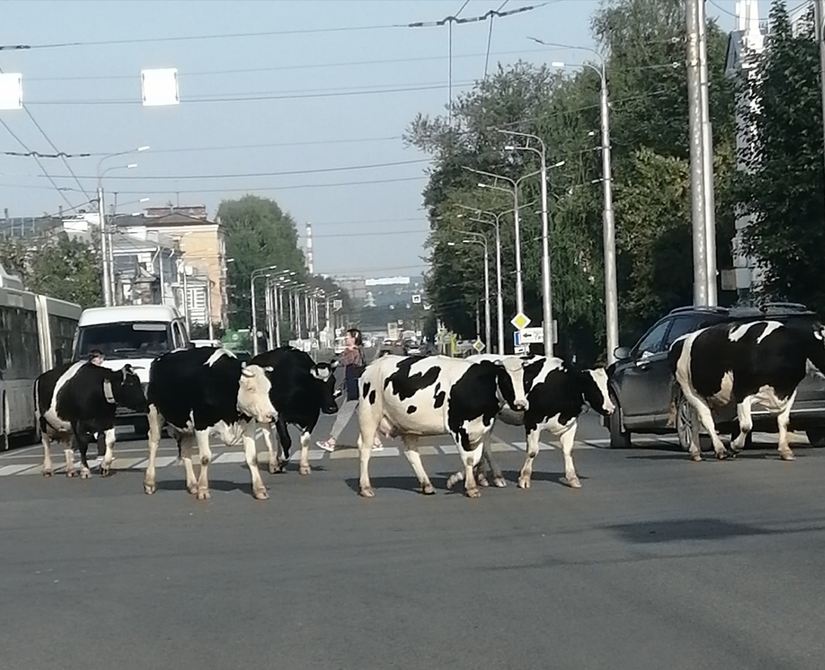    Фото: «Город Березники» / VK Полина Анкушина