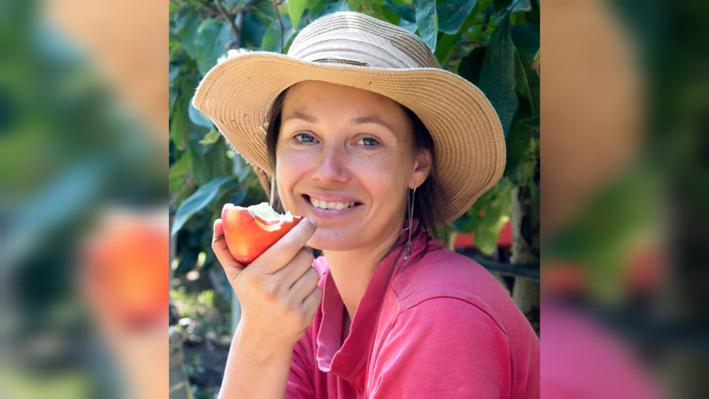    Роговчанка Евгения Кривошеева на сборе фруктов в ООО "Медведовские сады". Фото Архипа Ларченко. Владимир Головенко