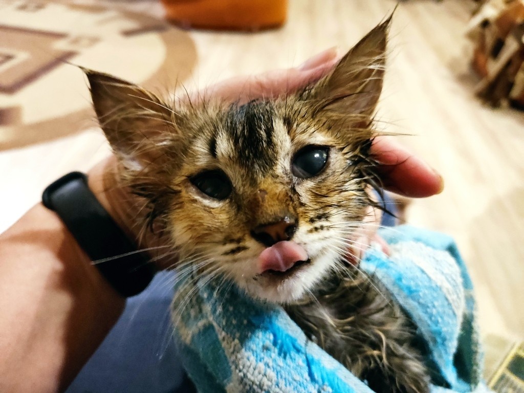 Два раза помыли от блох которых было немеряно...