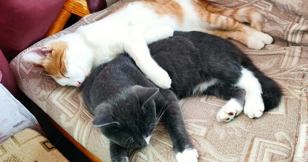 «Мы на кошек — ноль внимания!»: Два кота + кошечка