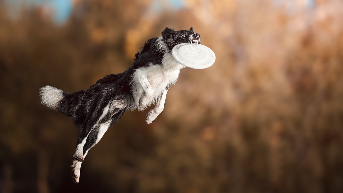 Энергия и интеллект в одном прыжке.