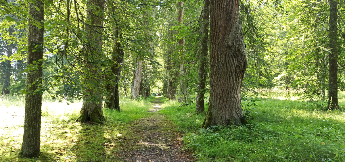 Михайловское. Аллея Керн
