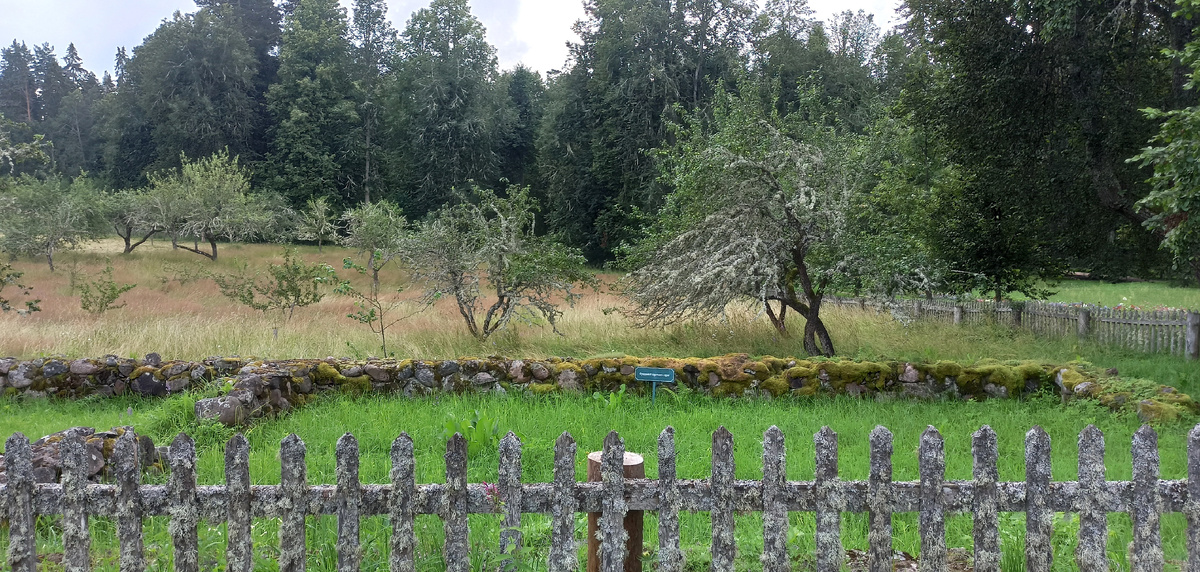 Мхи и лишайники Михайловского. Листайте дальше