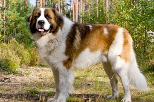 Настоящий дух России в одной собаке.