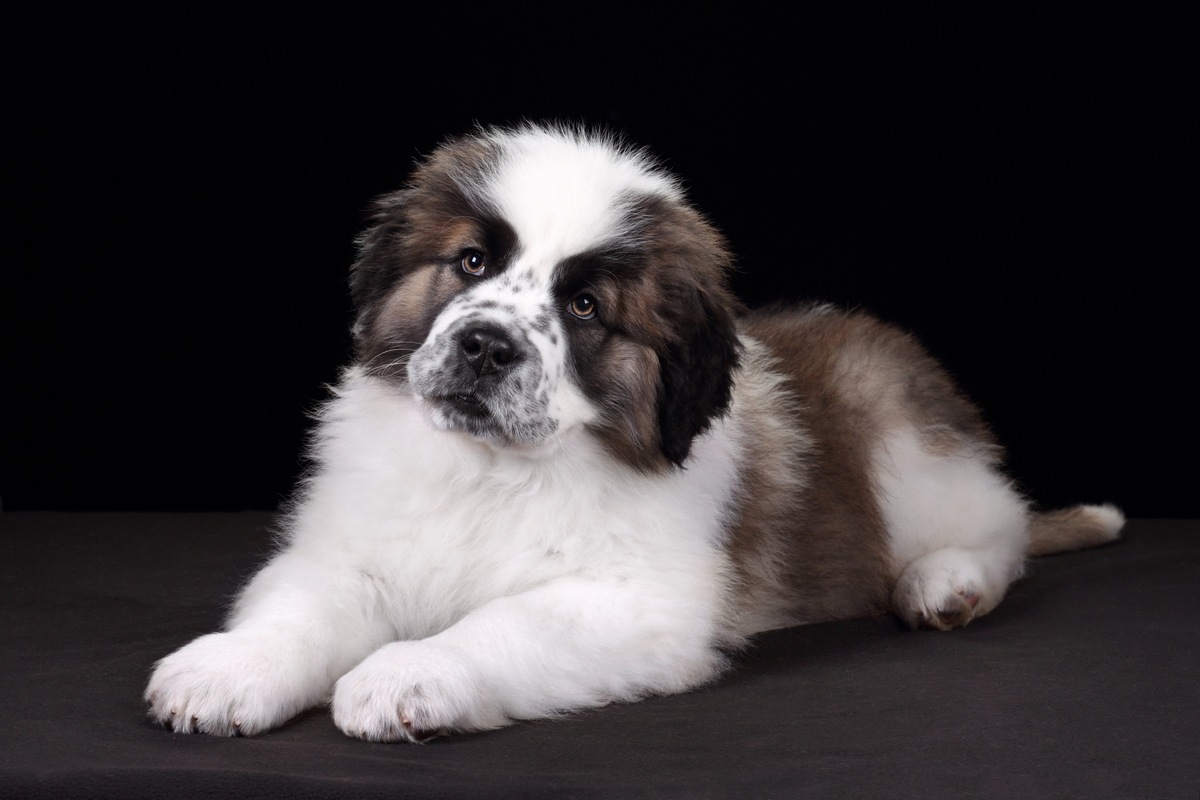 Маленький Буран, рожденный в великой стране.