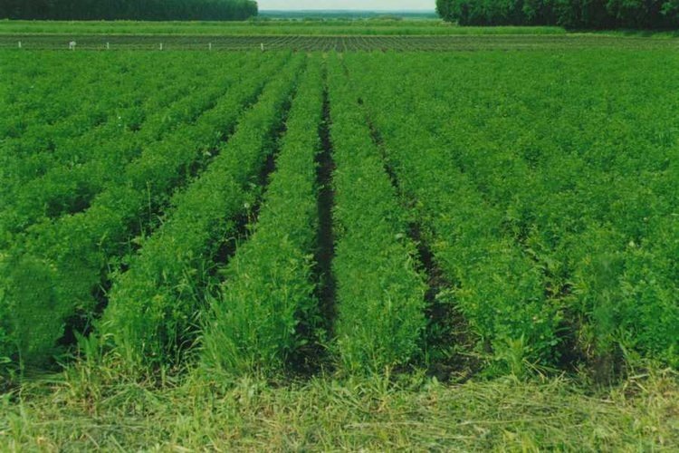    Фото: Минсельхоз Астраханской области