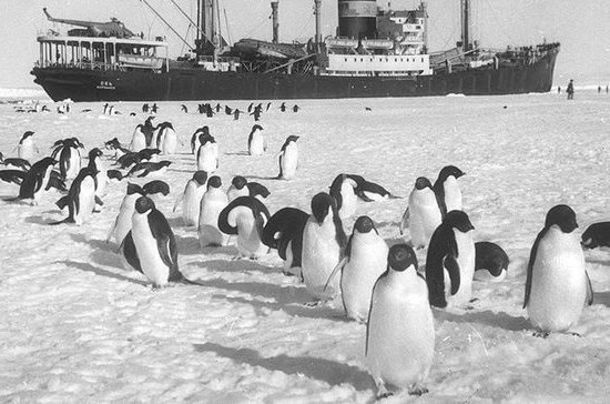    Фото: Дизель-электроход «Обь» у берегов Антарктиды (5 января 1956 года)