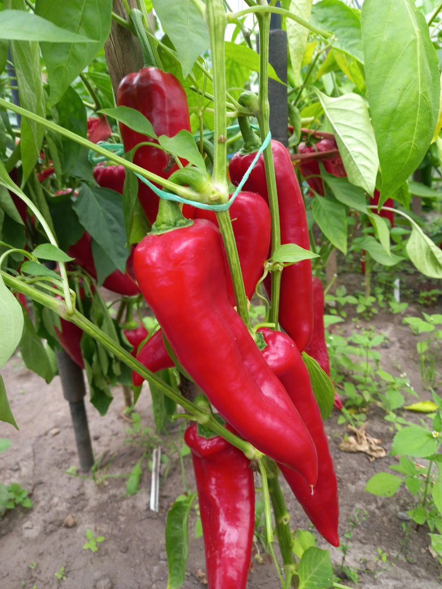 РАМИРО.   Моё фото. Август 2025. 